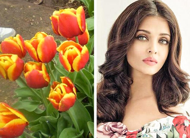 Hoa hậu Aishwarya Rai được đặt tên cho một loài hoa tulip ở Hà Lan.