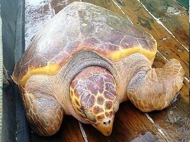 Rùa vàng nặng hơn 70 kg vướng lưới đã được nhóm ngư dân của ông Nguyễn Văn Liên phóng sinh xuống biển. (Ảnh: T.Tuyên).
