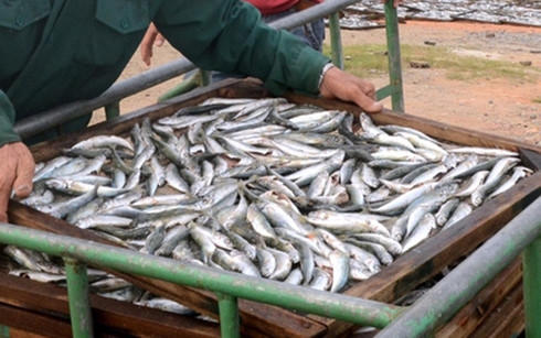 Bộ Y tế cho rằng, Quảng Trị đã quá vội vàng trong việc công bố số cá nục nhiễm chất độc phenol. (Ảnh: VOV)