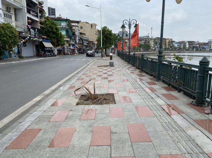 Sáng 7/6, nhà thầu thi công vỉa hè Tam Bạc đã chặt cây liễu hỏng, chuẩn bị thay cây mới