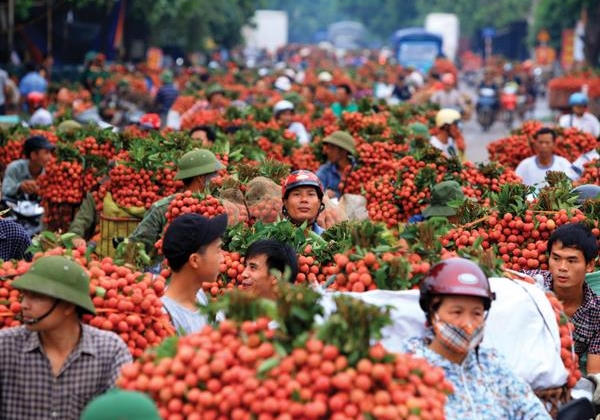 Bắc Giang xây dựng 3 kịch bản nhằm tiêu thụ hết 180.000 tấn vải thiều