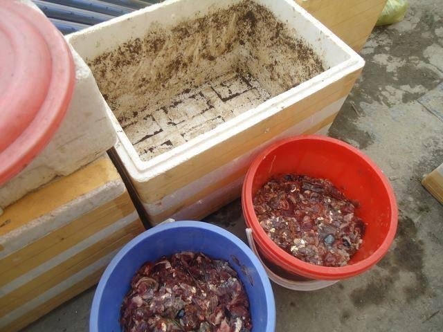 Các loại rác đều được tận dụng để ủ phân hữu cơ bón rau.