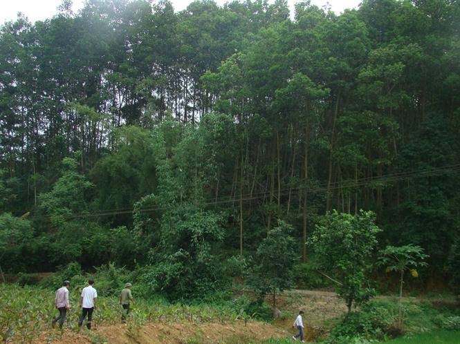 Huyện Xín Mần ,Hà Giang với rất nhiều tán rừng chưa được khai thác.