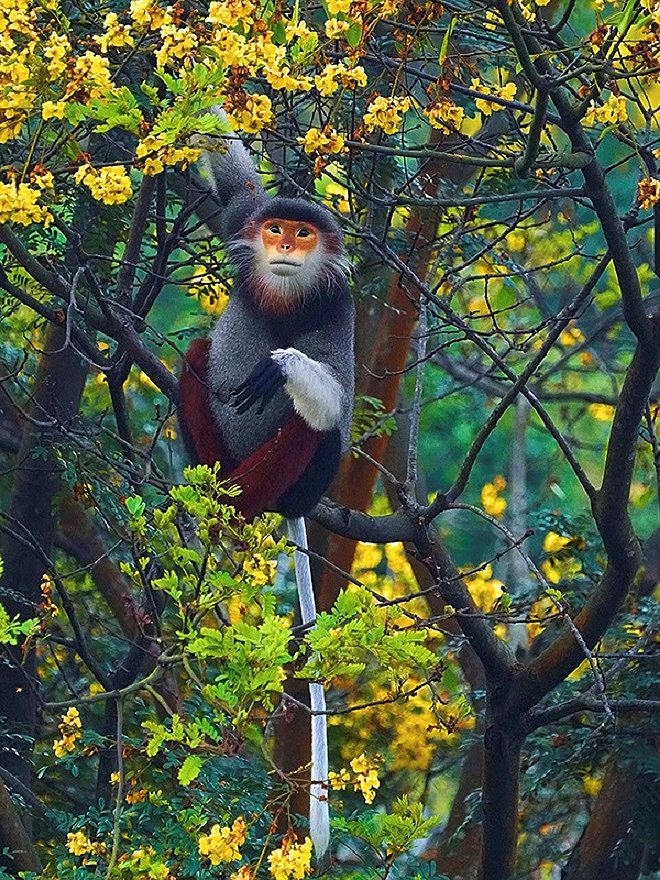 Voọc ch&agrave; v&aacute; ch&acirc;n n&acirc;u t&igrave;m lộc non l&agrave;m thức ăn tr&ecirc;n c&acirc;y lim xẹt. Theo Tổ chức Bảo tồn thi&ecirc;n nhi&ecirc;n quốc tế (IUCN), voọc ch&acirc;n n&acirc;u đang đối diện với nguy cơ tuyệt chủng cao, đứng thứ hai trong danh lục đỏ của IUCN về c&aacute;c lo&agrave;i bị đe dọa. Ảnh: L&ecirc; Phước Ch&iacute;n.