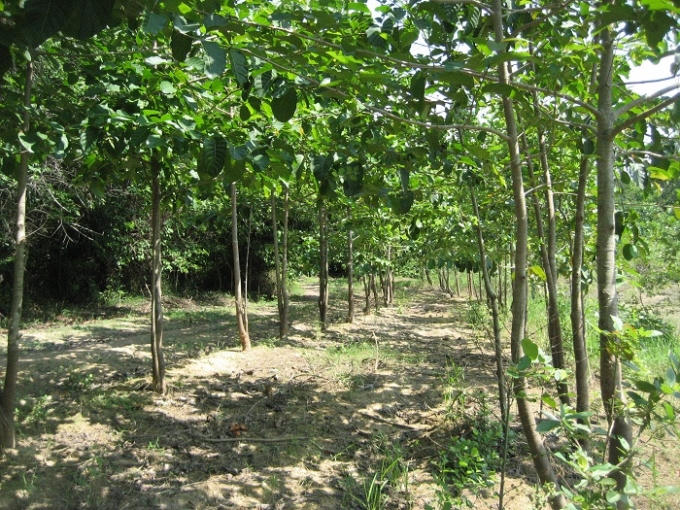 Khu rừng gáo do cơ quan trồng xanh tươi 2-3 tuổi.