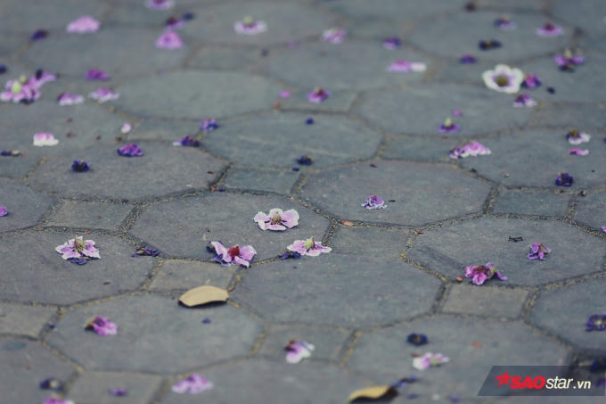 Hoa bằng lăng cũng rất chóng tàn, chỉ cần trận mưa rào hay cơn giáo mạnh là cánh hoa rơi đầy gốc cây.