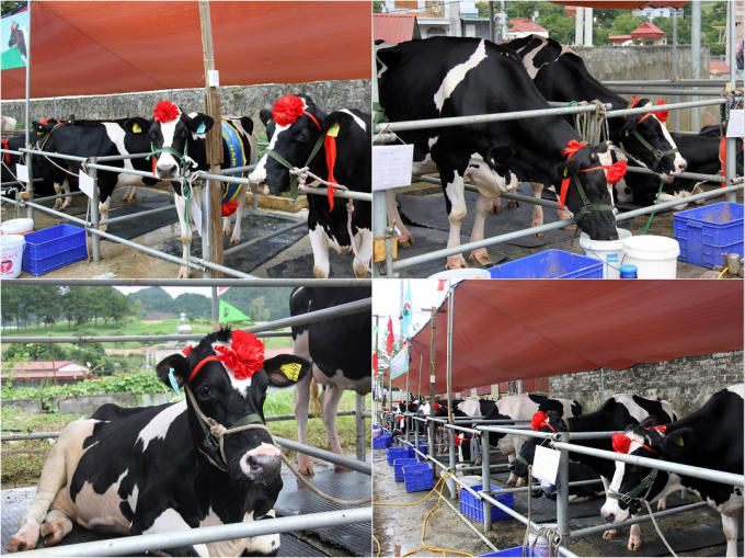 Các "thí sinh" của cuộc thi Hoa hậu Bò sữa Mộc Châu 2017. Ảnh: Huy Pham