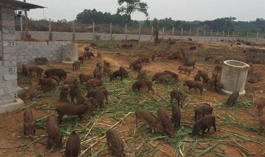 Trang trại lợn rừng online tại Ho&agrave; B&igrave;nh.