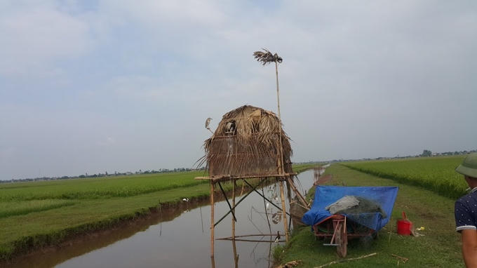 Dùng đủ mọi cách tận diệt chim trời.