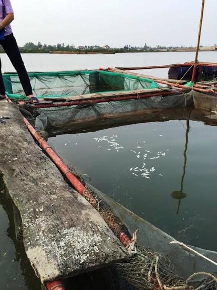 Trắng bụng trôi nổi trên mặt nước, người dân bị thiệt hại nặng nề.