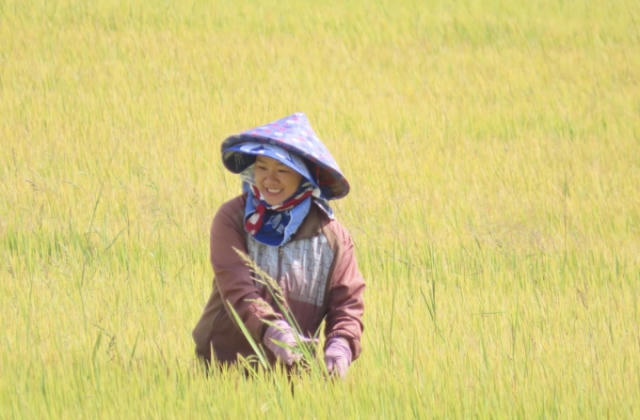 Mùa vàng trên cao nguyên xanh