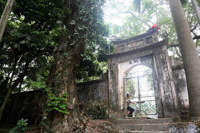 Cây sưa trăm tỷ chùa làng Phụ Chính, xã Hòa Chính, huyện Chương Mỹ (Hà Nội).