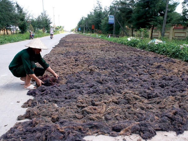 Rau câu đem lại nguồn thu ổn định cho người dân ven biển huyện Kim Sơn.