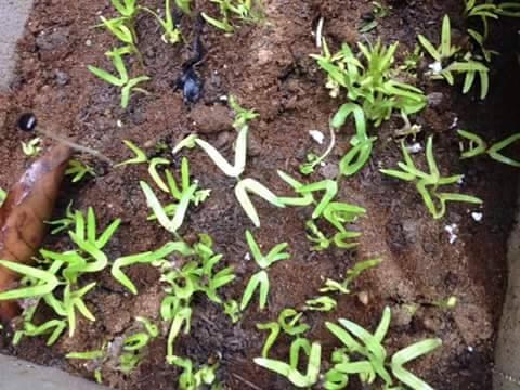 Rau muống được chị gieo hạt đang ra rất nhiều lá
