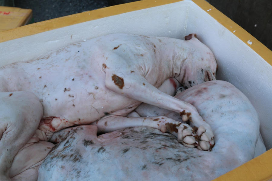 Nhiều cá thể chó mèo đã làm thịt, bốc mùi hôi thối.