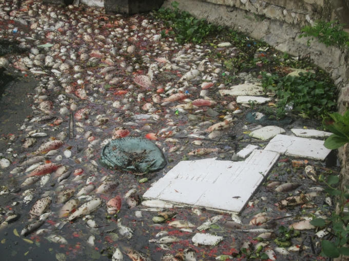 Rác thải sinh hoạt được vứt một cách bừa bãi, vô tội vạ xuống hồ...