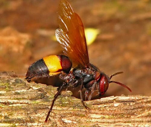 Bị ong rừng tấn công, 11 người thương vong (ảnh minh họa).