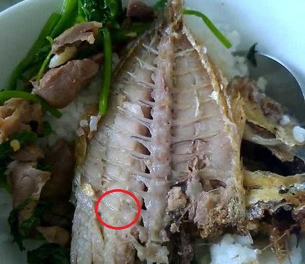 Vụ dòi trong cá tại KTX ĐHQG TP HCM: Chủ quán cơm dùng cá thừa hôm trước bán?