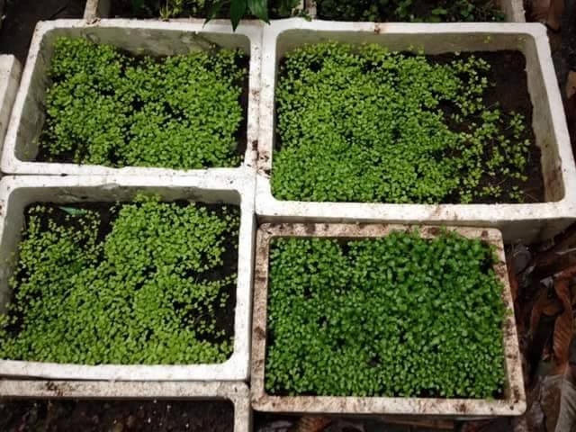 Cải mơ, cải ngọt đã ra từ 2 - 3 lá.