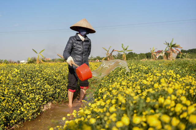 Hoa cúc cần tưới đủ nước mới nở. Một vụ, trung bình mỗi ruộng, bà con sẽ thu hoạch được khoảng 3 tạ đến 3,5 tạ hoa tươi.