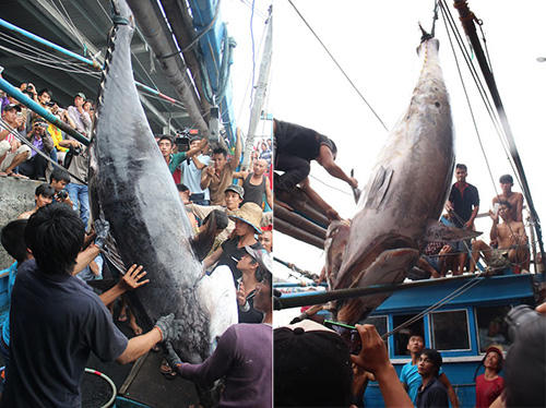 Với trọng lượng khi bán là 307kg và giá bán 180.000 đồng/kg, con cá này trị giá hơn 55 triệu đồng.