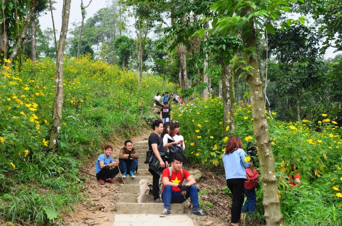 Dã quỳ ở Ba Vì chỉ nở rộ trong khoảng 10 ngày đến 2 tuần là tàn.