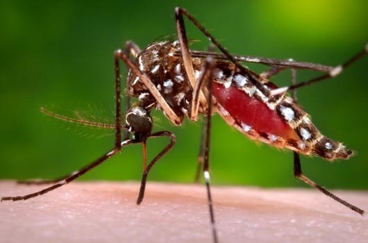 Muỗi vằn mang virus Zika đã xuất hiện tại nước ta. Ảnh: minh họa.