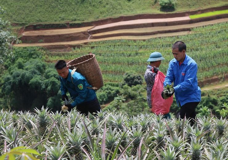 Người dân xã Co Mạ thu hoạch dứa.