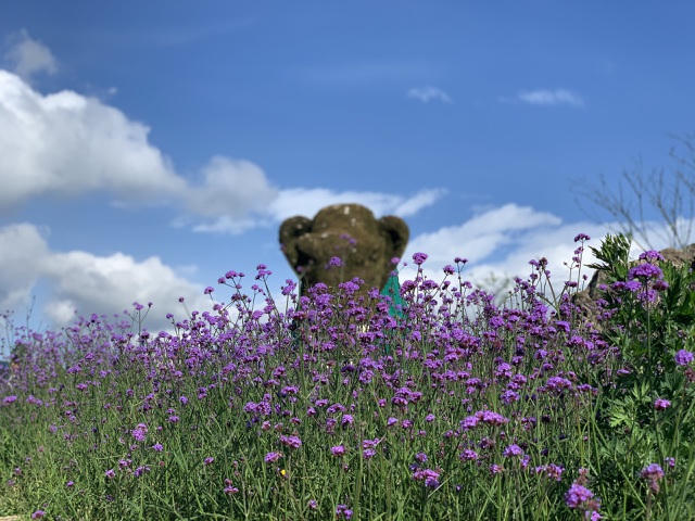 Mùa hoa Mã tiền thảo kéo dài trong vài tháng và ra hoa liên tục trong khoảng thời gian này. Bông hoa này tàn, bông hoa khác đã kịp bung nở, khoe sắc.