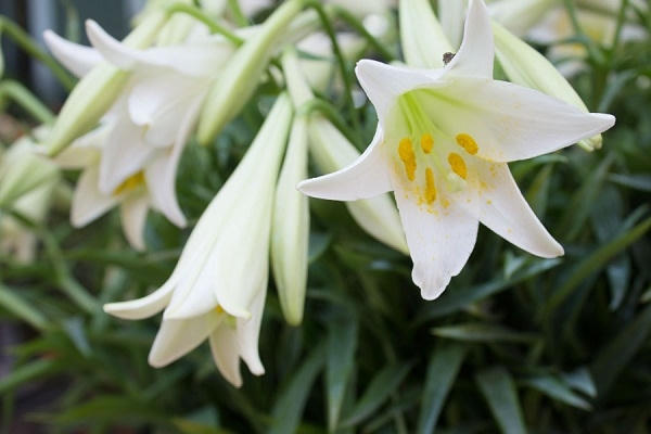 Loài hoa làm đắm đuối lòng người và...