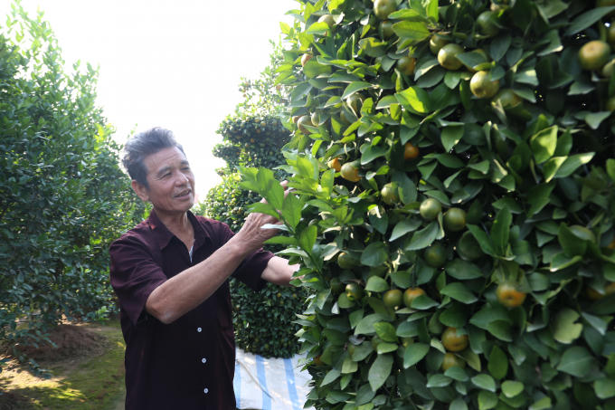 Hưng Yên: Ngắm nhìn vườn quất hình dáng lộc bình với giá “khủng”