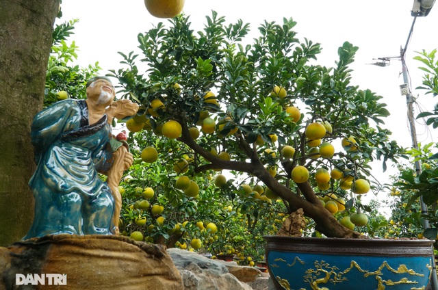 Nhiều thế bưởi cổ thụ độc lạ như tình mẫu tử, phu thê hay quần tụ, ngoài ra còn nhiều dáng được ưa chuộng như tam đa, dáng trực, dáng siêu...