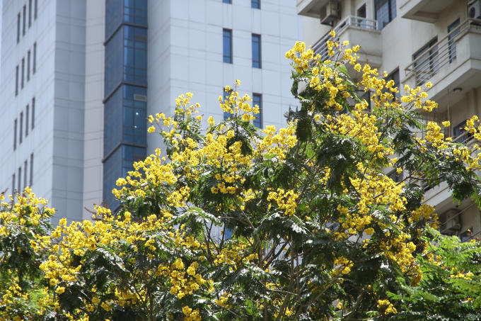 Hoa điệp vàng nở rộ vào tháng 4,tháng 5 cho đến tháng 8.