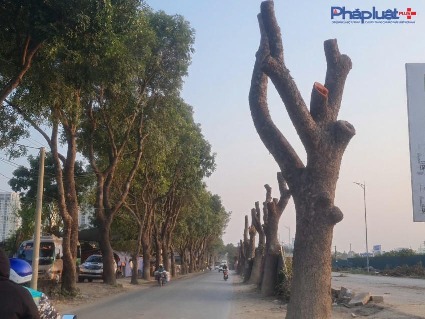 Khung cảnh đối nghịch với 1 bên là hàng cây xanh lá, một bên là hàng cây đã được đơn vị thi công cắt tỉa cành.