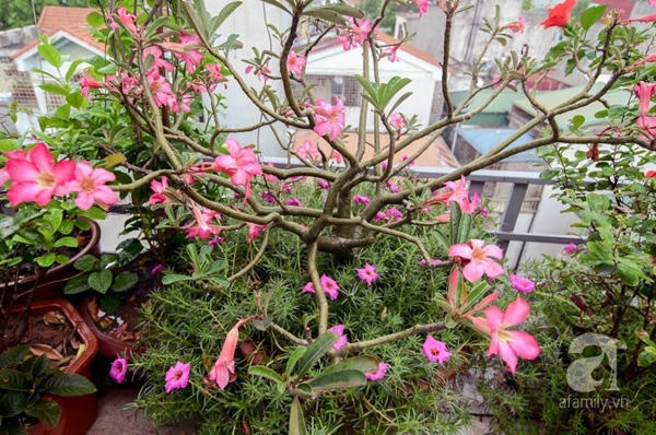 M&ecirc; mẩn với khu vườn xanh mướt gần 100m&sup2; tr&ecirc;n s&acirc;n thượng ở Ba Đ&igrave;nh, H&agrave; Nội