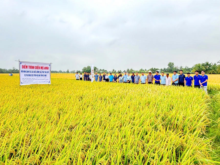 Vùng sản xuất lúa chất lượng cao, phát thải thấp tại HTX Nông nghiệp Vĩnh Cường (xã Vĩnh Mỹ), ghi nhận kết quả bước đầu triển khai Đề án phát triển 1 triệu héc-ta lúa bền vững gắn với tăng trưởng xanh đến năm 2030.