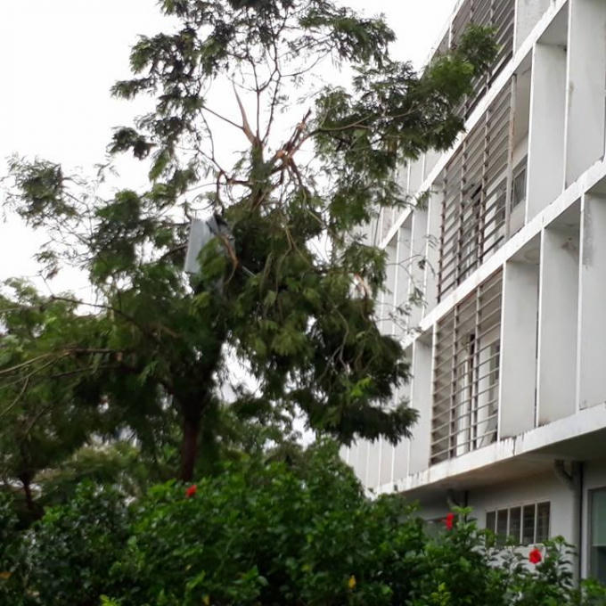 Miếng tôn còn vướng trên ngọn cây.