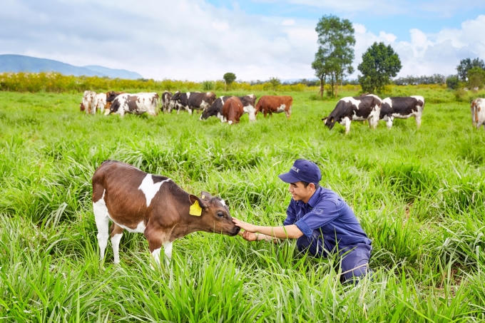 Trang trại bò sữa Vinamilk Organic Đà Lạt.