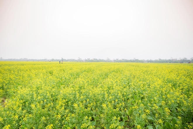 Ngắm sắc v&agrave;ng thắm rực rỡ c&aacute;nh đồng hoa cải Th&aacute;i B&igrave;nh