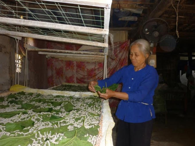Bà Hoàng Thị Yêm (66 tuổi) đang cho tằm ăn lá dâu.