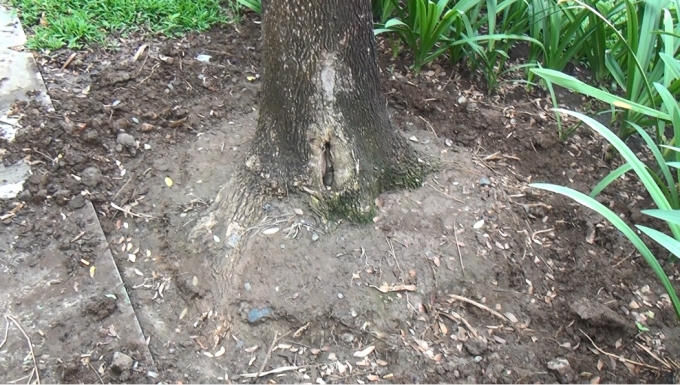 Gốc cây nồng nặc mùi hóa chất.