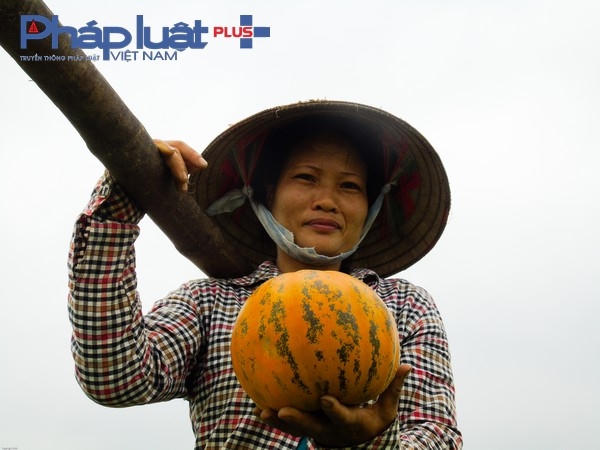Niềm vui của các bác nông dân vì dưa năm nay được mùa được giá.