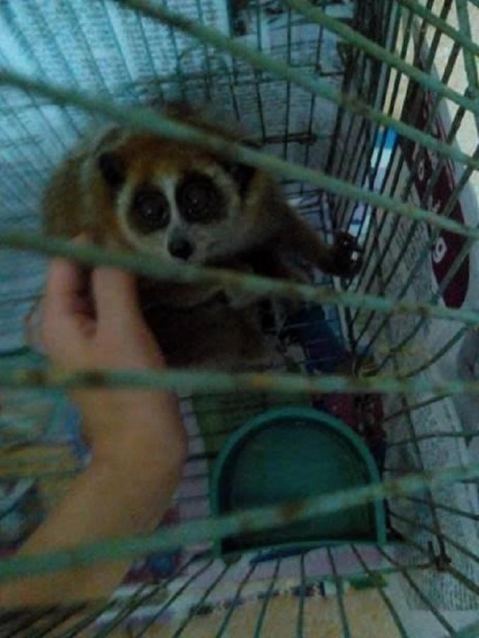 Cá thể cu li đã được cơ quan chức năng giải cứu.