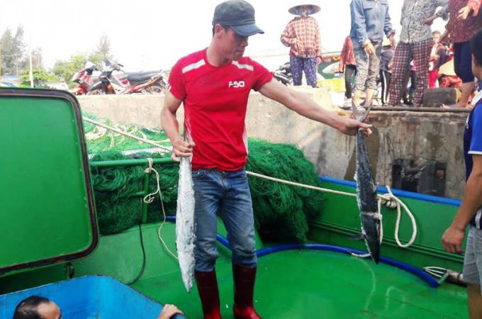 Tàu cá của ông Sinh cập cảng ngày 9/4 sau khi "hốt" trọn hơn 2 tấn cá thu.
