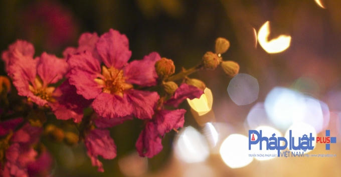 Những cánh hoa bằng lăng hòa vào ánh sáng đèn đường tạo ra vẻ đẹp lung linh, huyền ảo