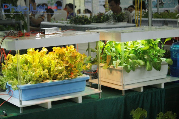 Một số mô hình trồng rau sạch được trưng bày tại buổi lễ giới thiệu “Nông sản an toàn”.