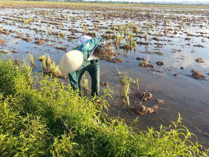 Nghề đặt ống lươn đem lại nguồn thu nhập ổn định.
