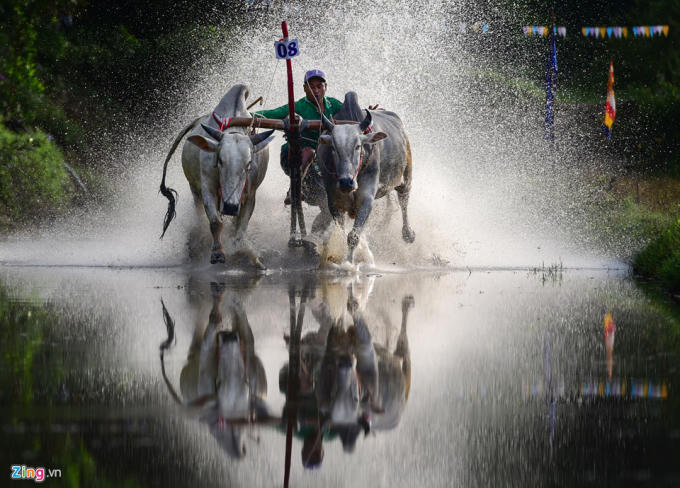 Theo luật chơi, nếu như cặp bò nào giẫm, ngoắc vào bừa để chân của đối thủ hoặc chạm vào cột cờ trên đường biên sẽ bị loại khỏi vòng đua.