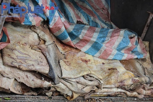 Trên xe có 2 tân thịt, da trâu bò đã bốc mùi.