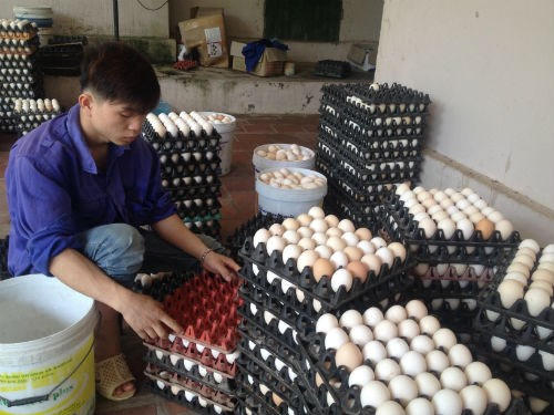 Lượng trứng gà sản xuất ra hàng ngày từ trang trại của anh Bùi Đức Chínhvới giá chỉ từ 1.400 đồng/quả khiến người dân lo lắng. (Ảnh minh họa)